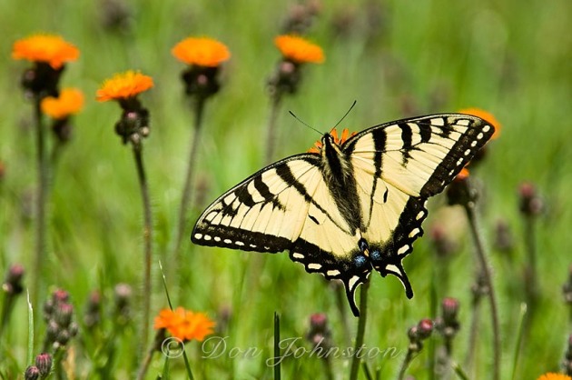 Canadian tiger swallowtail (Papilio canadensis) perched and nectaring on orange hawkweed
