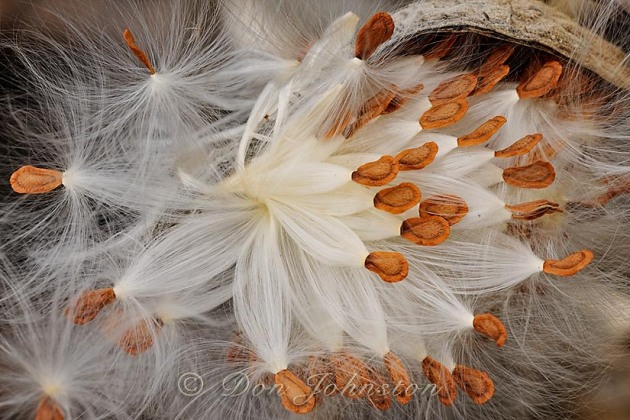 Common Milkweed (Asclepias syriaca) Bursting seed pod