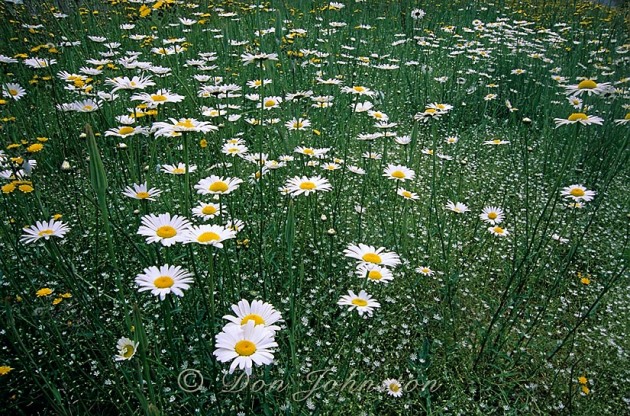 Oxeye daisies, star chickweed and hawkweed in urban roadside habitat