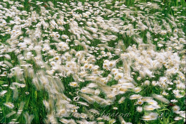 Large colony of roadside oxeye daisies blowing in strong wind (time exposure)