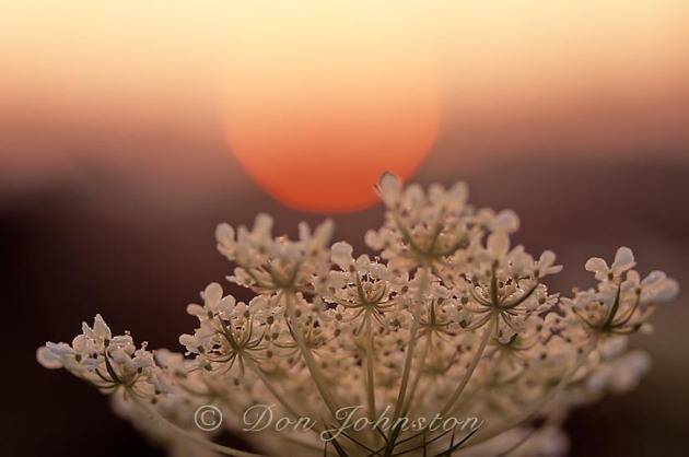 Sunrise and Queen Annes lace flower. (Pennsylvania)
