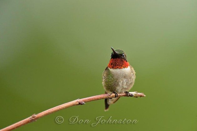 Male ruby-throated hummingbird perched on a branch on the deck, near the nectar feeder