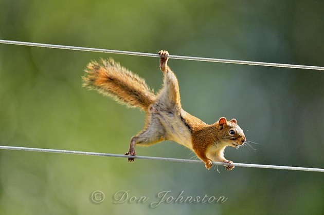 This red squirrel has mastered traversing the clothesline to venture out to a hanging seed feeder