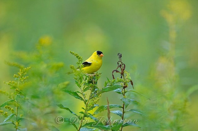 A male goldfinch forages among the goldenrods behind our lawn