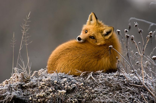 A red fox lounging on a small roadside mound