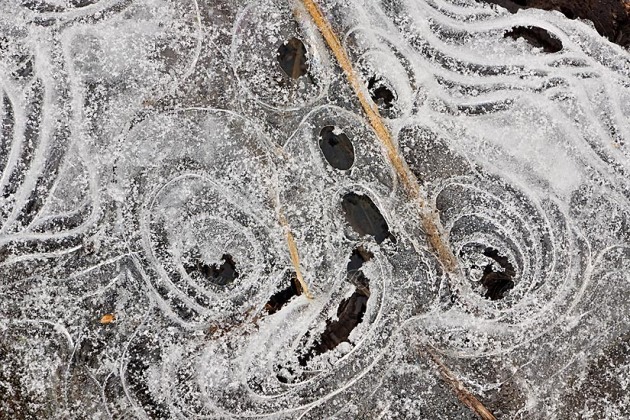 Trapped leaves and grasses in an ice-covered puddle