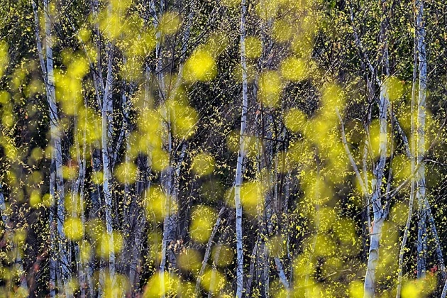 Birch trees in spring. Selective focus. f 5.6 320 mm