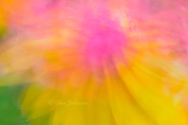 Macro lens painting in a flower garden. 5 seconds @ f18, 105 mm