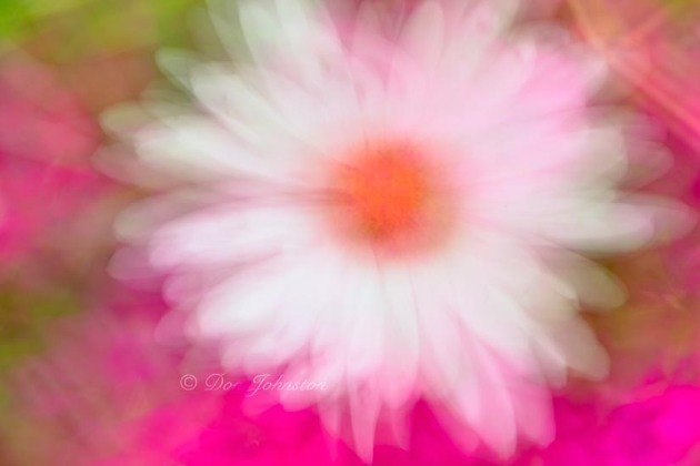 Macro lens painting in a flower garden. 5 seconds @ f18, 105 mm