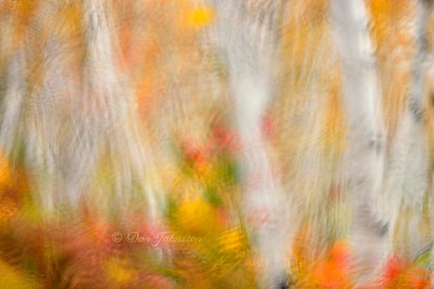 White birch tree woodland in autumn colour at Lake Laurentian Conservation area as seen through a rain-soaked windshield. 105 mm lens f 3.5