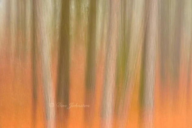 Red pine woodland in morning fog- camera movement, 5 seconds, f20, 125 mm